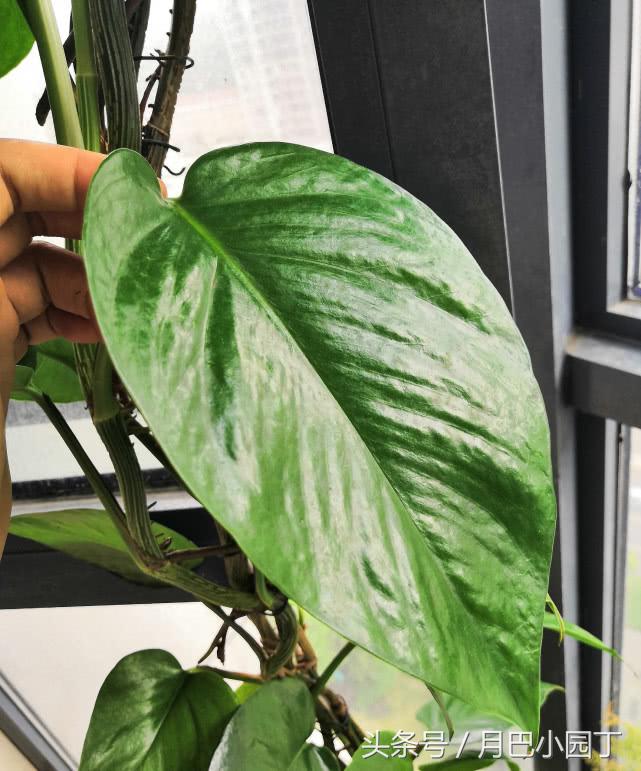 绿萝日常养护和浇水,绿萝的生活习性和养护要点