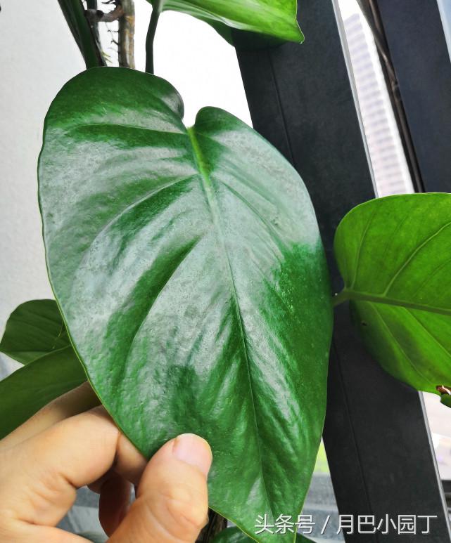 绿萝怎么养才能爆盆和爬满墙水养,绿萝这样养疯长如瀑布半月长爆盆