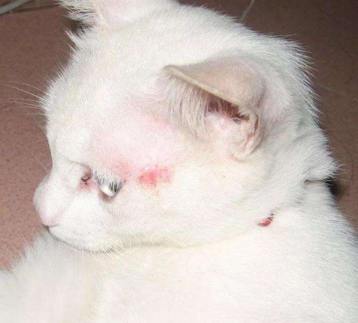 人感染了猫癣怎样治疗,人感染猫癣怎么治疗好得快