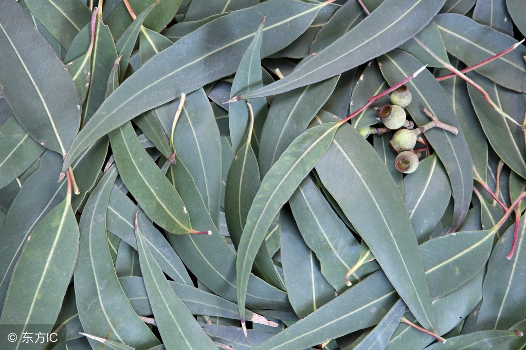 锚头鳋和锚头蚤是一种寄生虫吗,锚头鳋属锚头蚤
