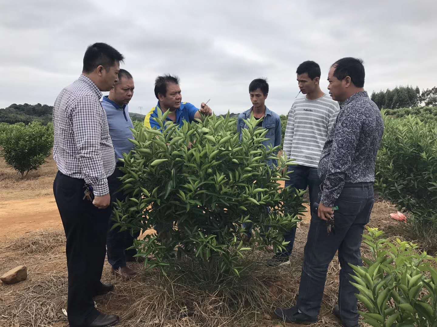 如何经营水果产业,怎么样才能把水果行业做大做强