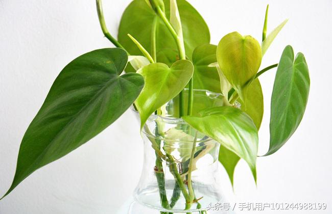 去除绿萝异味最好的植物,绿萝有异味用什么植物