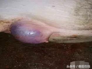 母猪生产时外阴裂开怎么处理,母猪分娩外阴撕裂大出血