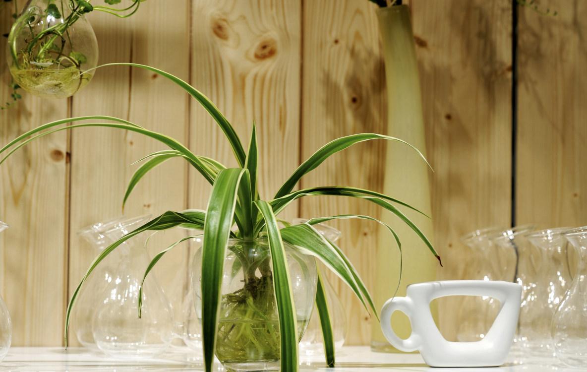 如何养出好看的水培植物,植物椰子水培怎么养护视频