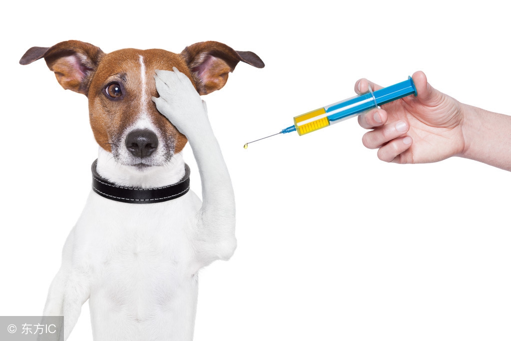 贵宾犬要咬人的征兆,贵宾犬有点动静就叫怎么办