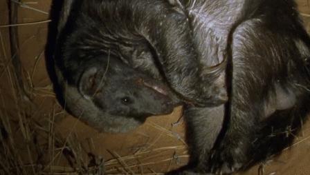 “非洲一霸”平头哥，作为动物界杠把子，它只怕物理伤害！涨姿势