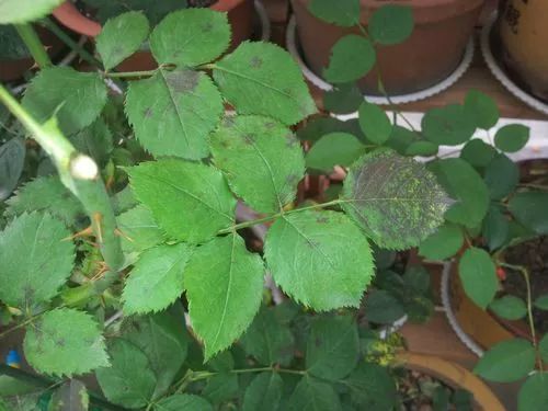 扦插月季为什么已经发芽了还黑杆,月季治黑斑最好的土方法