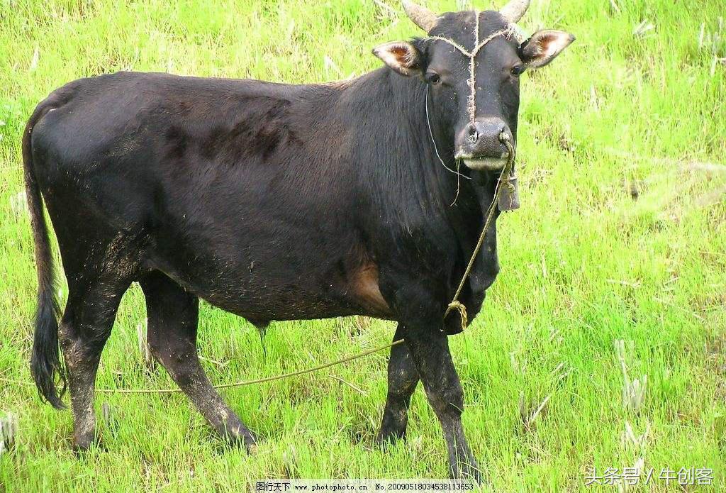 85年出生的属牛人哪年运气最好,73年属牛和85年属牛上下级关系