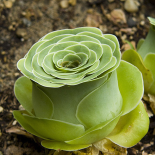 多肉植物的种类和养护技巧,常见多肉植物养护心得