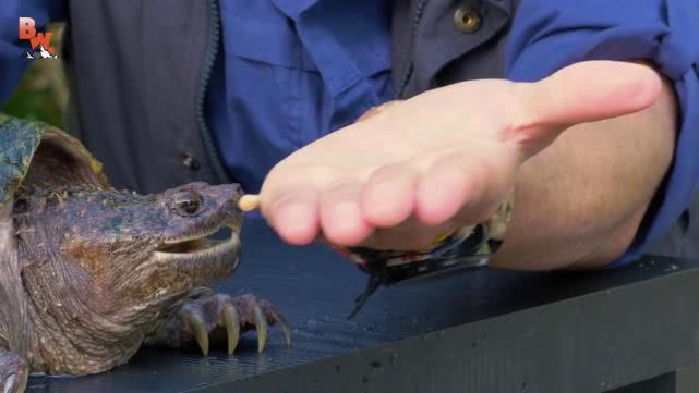 被乌龟咬到了该如何让快速松口呢,被乌龟咬住怎样让它松口