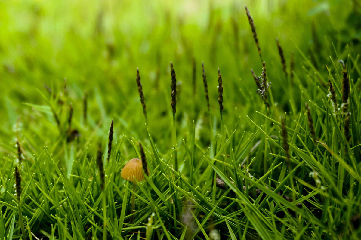 又双叒叕屮艸芔茻读音,你知道学字的真正含义吗