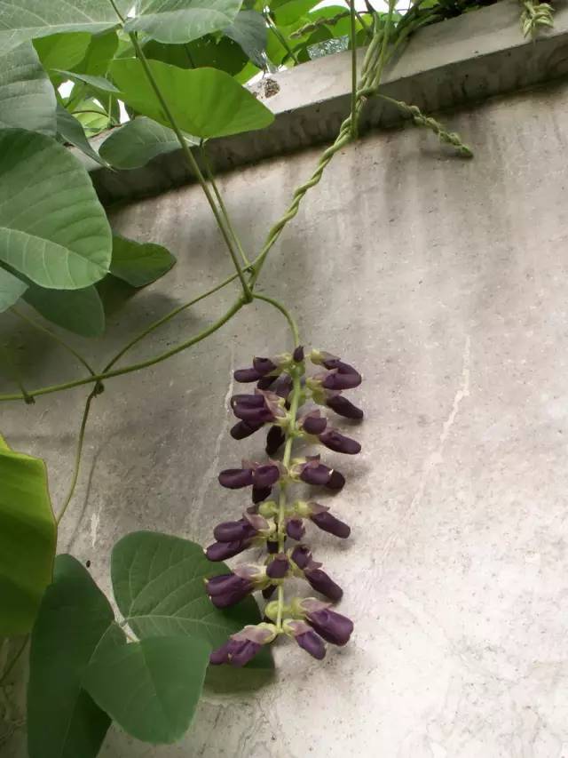 狗爪豆的来历,狗爪豆有什么作用