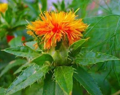 红花油有活血化瘀的功效吗,红花油活血化瘀通络