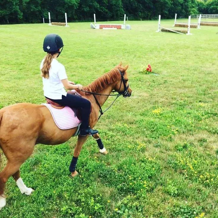 初学者一般都买什么马,如何挑选合适的马