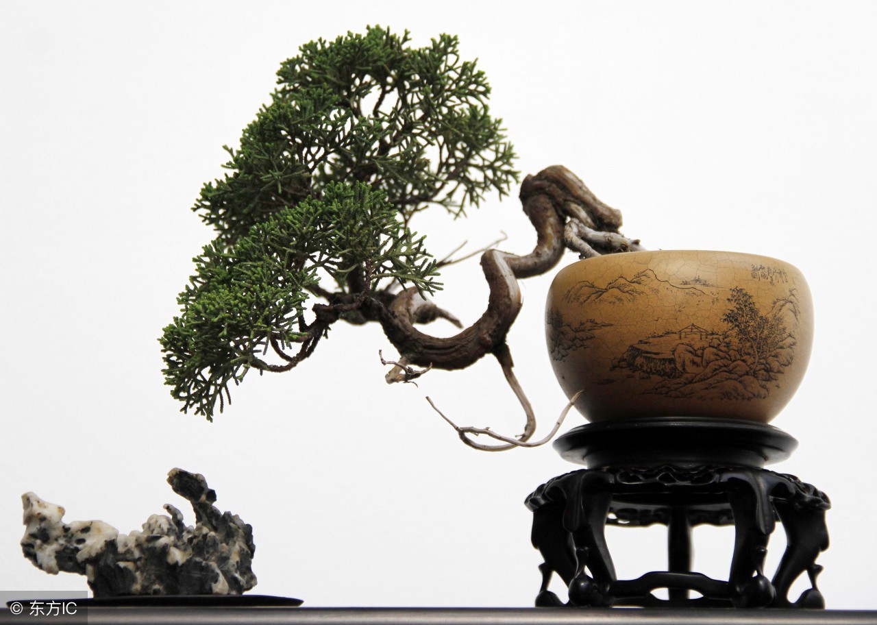 绝美优雅的盆景欣赏（太漂亮了，快分享给朋友吧！）