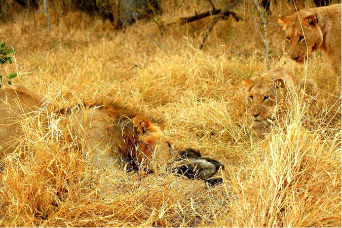 平头哥对战巨蜥,食蚁兽与平头哥对决