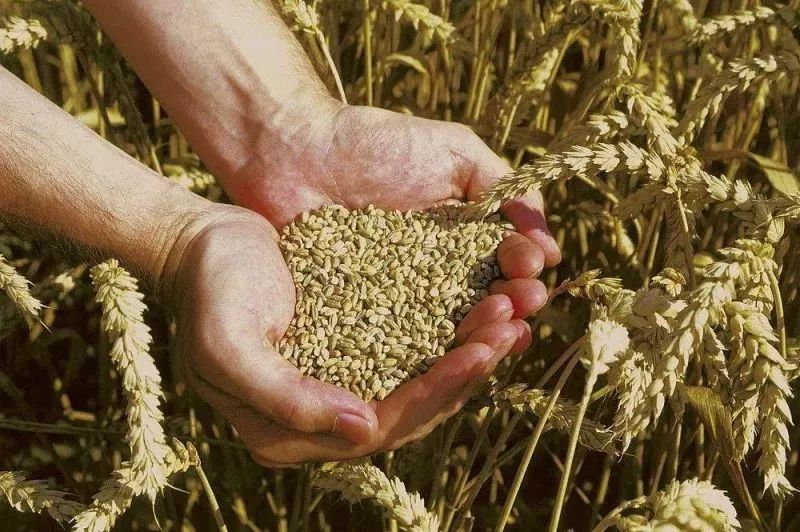 粮食银行有什么特征,粮食银行是否涉嫌非法集资