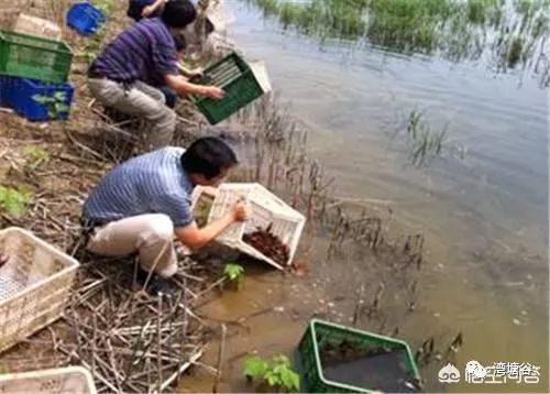 小龙虾进塘之前用什么药浸泡为好,小龙虾入缸需要消毒吗