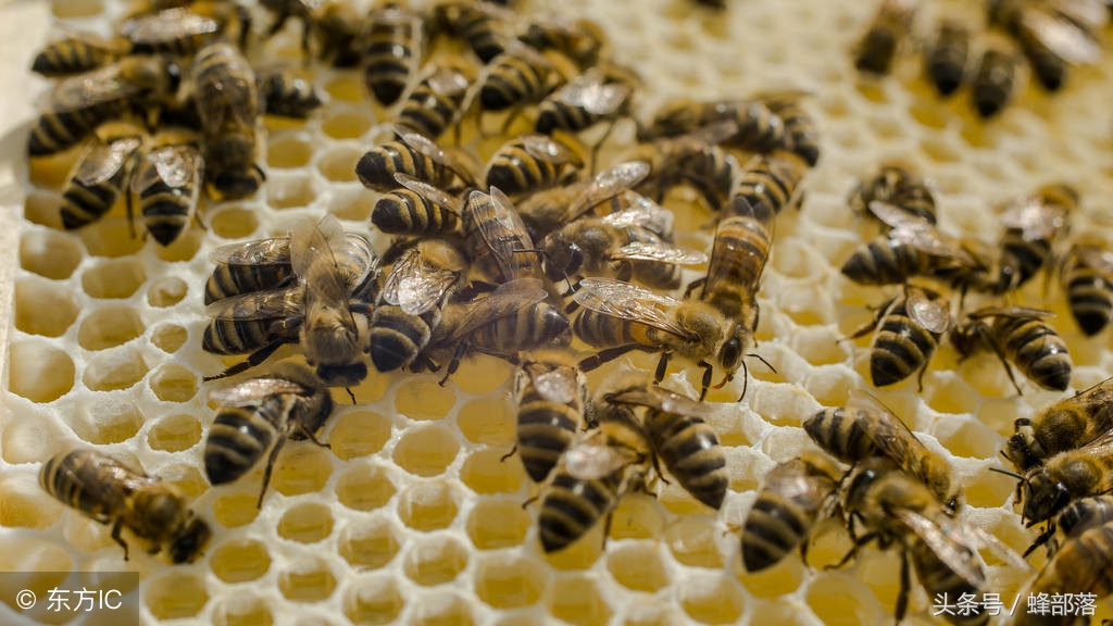 蜂群中蜂蜜过多会出现大量雄蜂吗,蜂箱大量死蜜蜂是什么原因