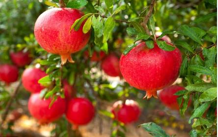 院子里的石榴树有什么寓意,庭院石榴树的说法