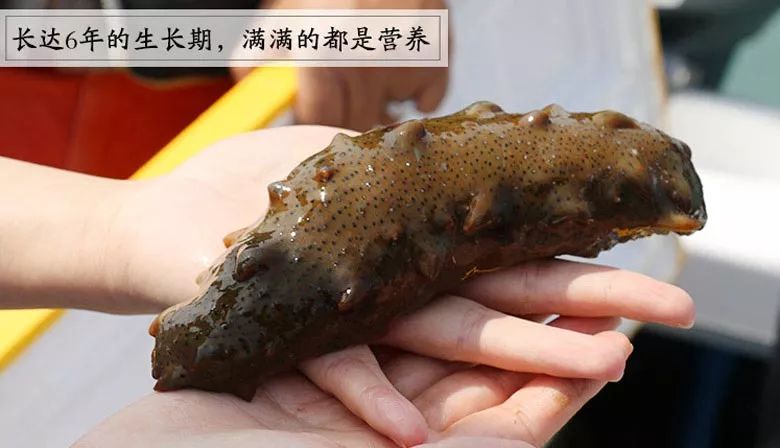 想要有滋补作用的海参要掌握三点,滋补身体用哪种海参比较好