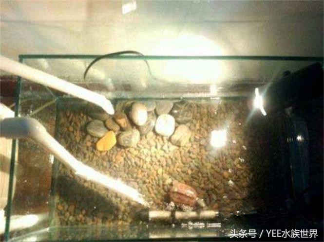 鱼缸不换水能加一点点高锰酸钾吗,鱼缸不换水杀菌