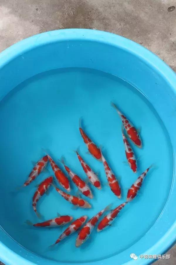 想要小鱼苗长得快,新手养什么鱼苗好