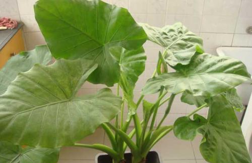 养殖滴水观音怎么让它死,滴水观音根部腐烂怎么办