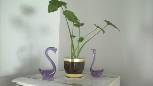 养殖滴水观音怎么让它死,滴水观音根部腐烂怎么办