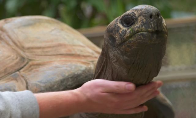 动物能感知人类心情吗,动物能感到开心吗
