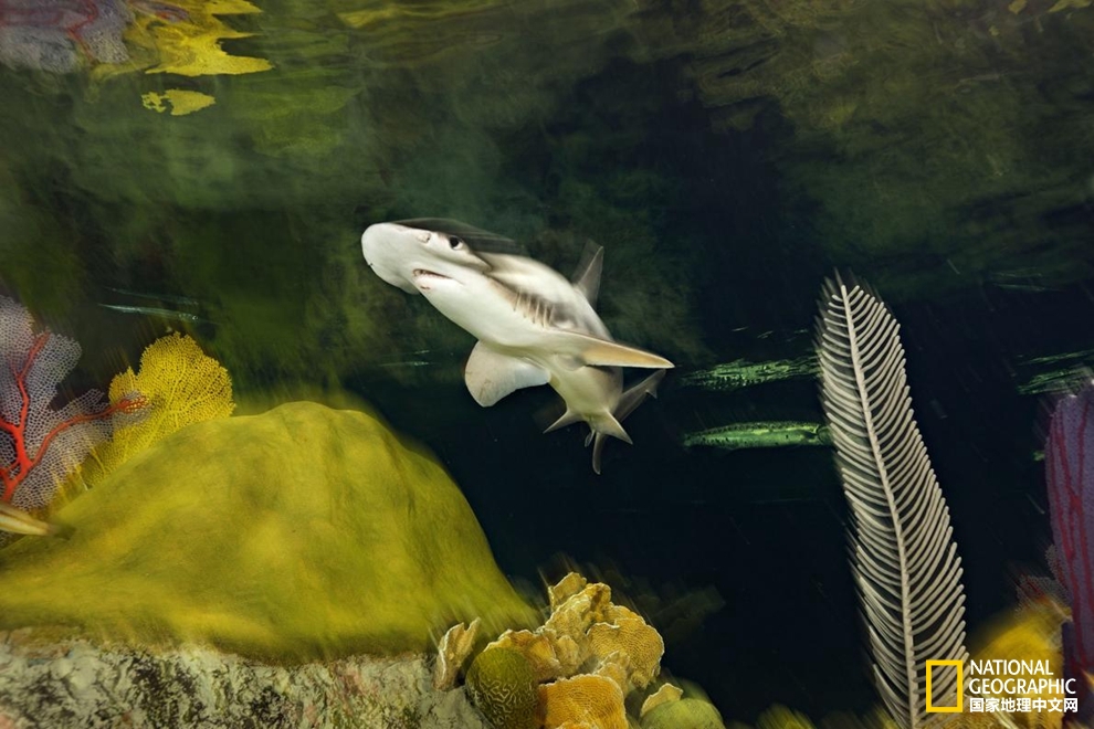 鲨鱼冷知识：六种罕见鲨鱼，你认识几种？