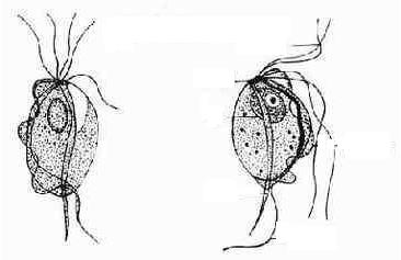 身体里长出白色虫子,身体上长小虫子都是什么虫