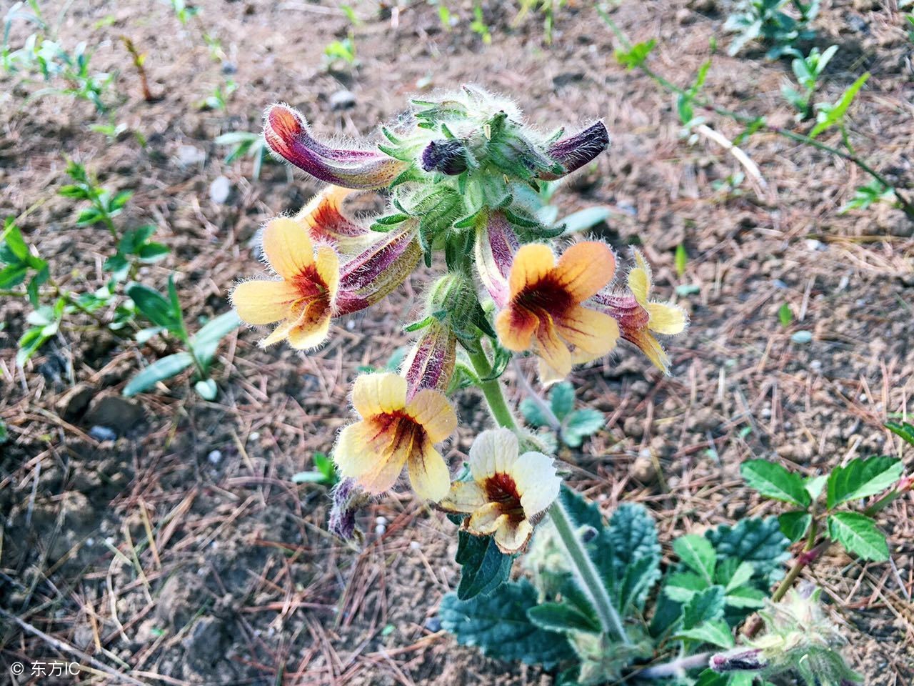 中医讲熟地黄是冬季补阴佳品,熟地黄滋肝补肾益精养血