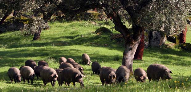 好的伊比利亚火腿有什么香味,伊比利亚火腿选哪种