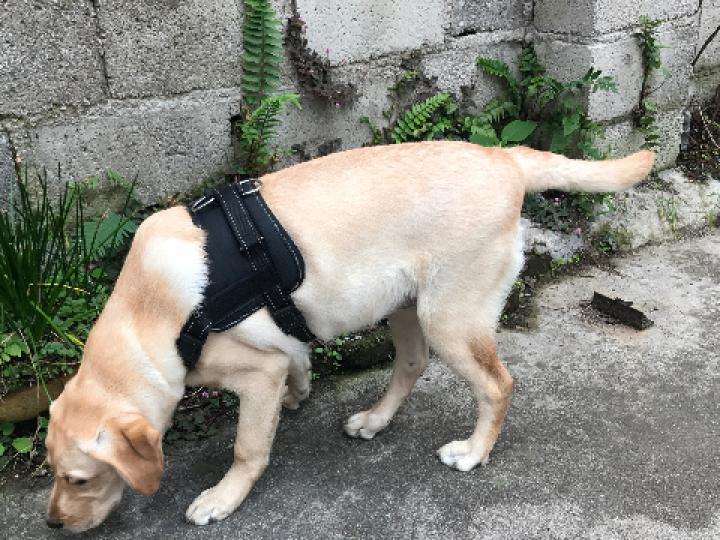 狗狗舔人眼睛是什么意思,狗狗咬你手指和舔你是代表什么