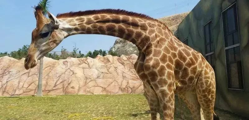 福清野生动物园游览车,福清野生动物园攻略