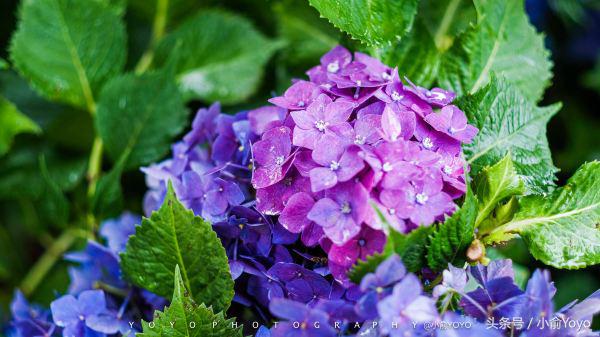 夏天济州岛旅游攻略,夏游济州岛