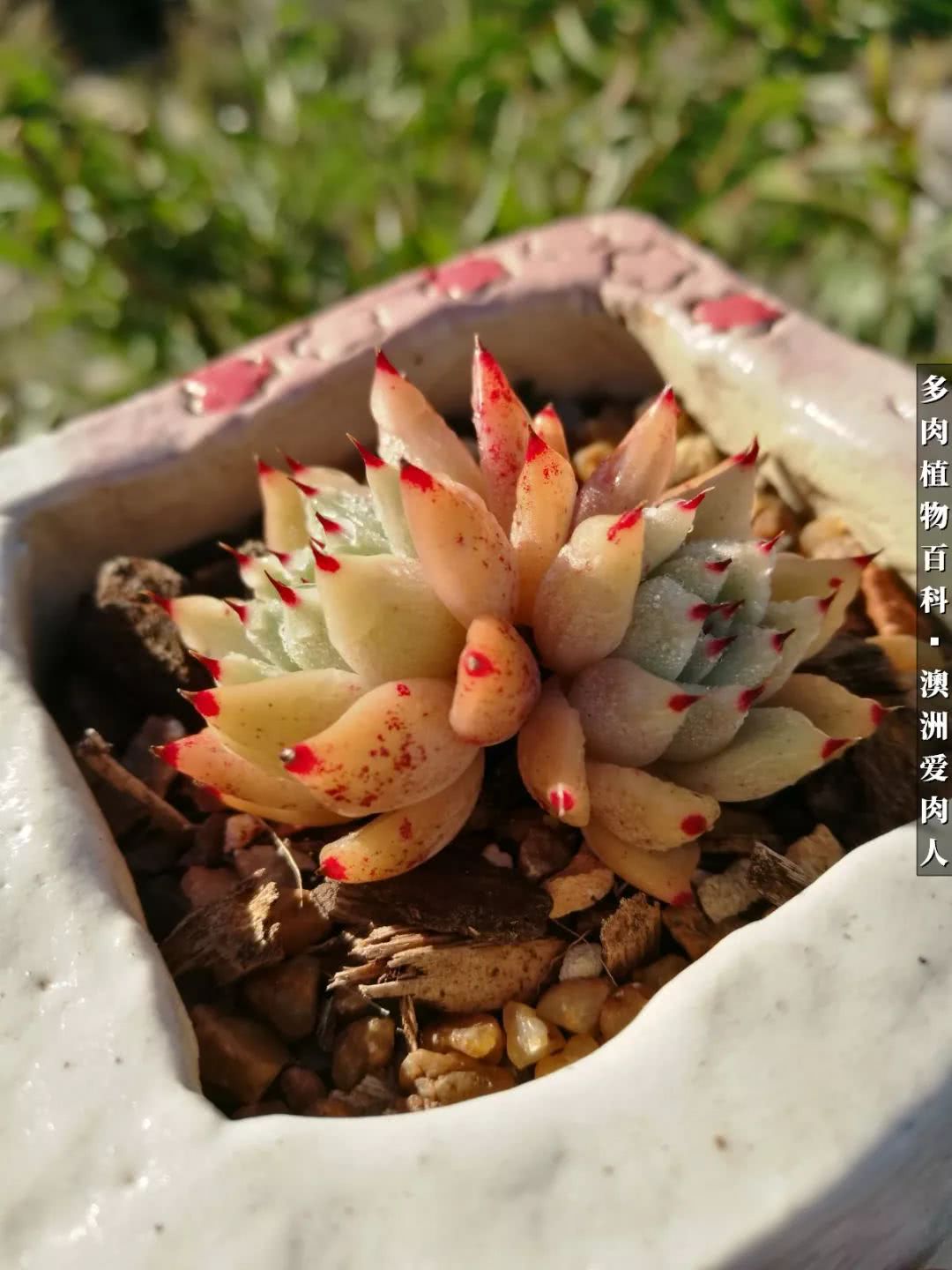 最耐晒的八款多肉,暖阳下的多肉美的不得了