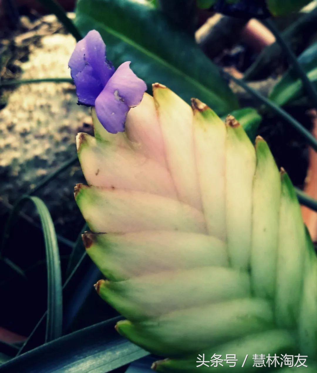 紫凤梨变绿后怎么养,紫凤梨干枯怎么办