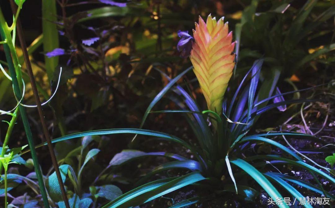 紫凤梨变绿后怎么养,紫凤梨干枯怎么办