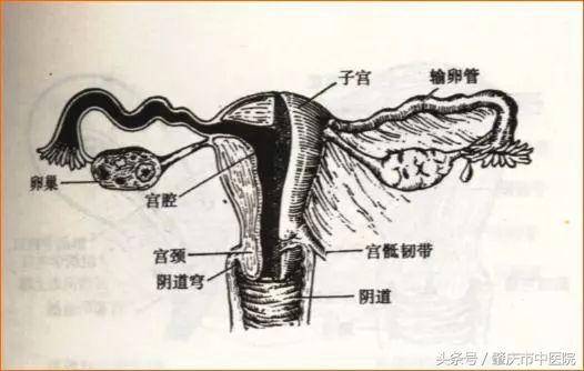 输卵管堵塞是什么原因引起的,科普妇科小知识