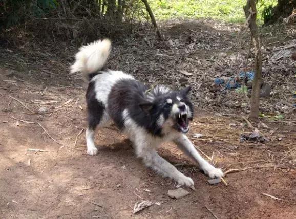 被狗咬住不放要学会这样自救救人,被狗咬住不松了怎么办