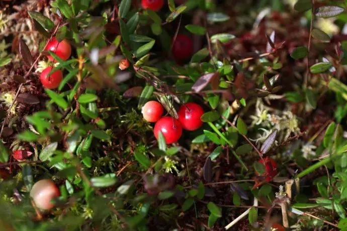 同款不同颜色的料子为什么不一样,不同牌子的同款商品有什么区别