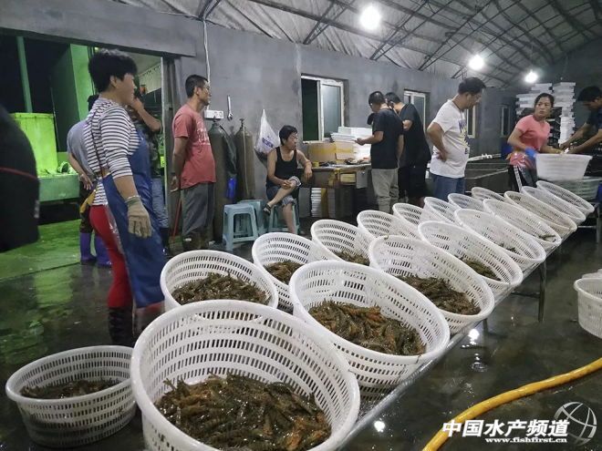 休渔期基围虾,休渔期海鲜