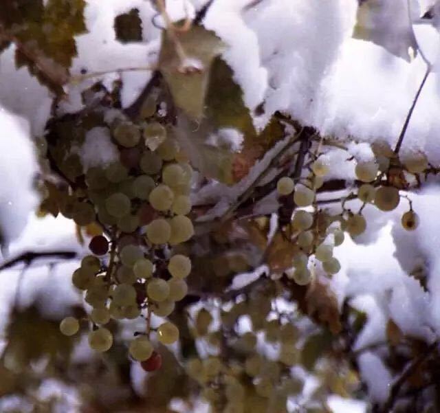 加拿大最好的冰酒产区,为啥加拿大的冰酒出名