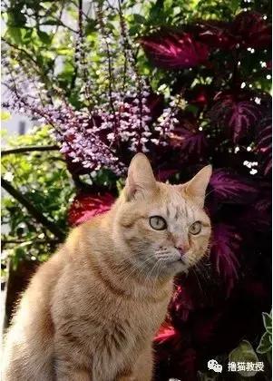 公猫总追着咬母猫怎么回事,家里的公猫为什么追着母猫打