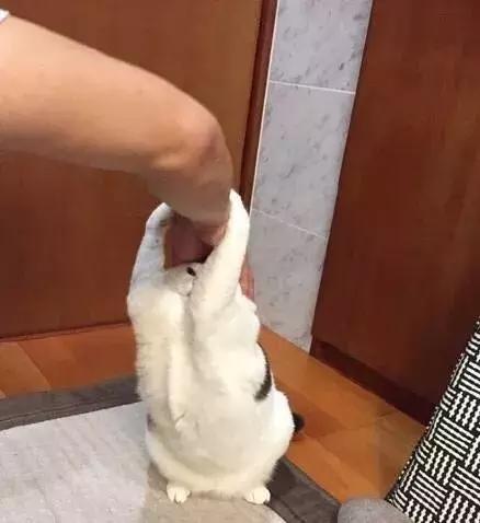 公猫总追着咬母猫怎么回事,家里的公猫为什么追着母猫打