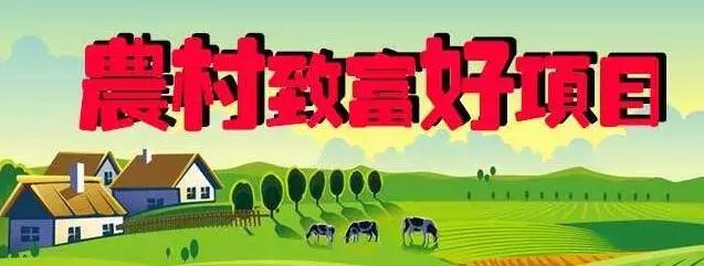 创业致富项目农村种什么赚钱,6个适合农村赚钱致富的好项目
