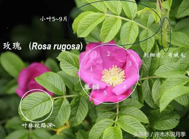 别再被骗了，木木教你如何区分月季、玫瑰、蔷薇