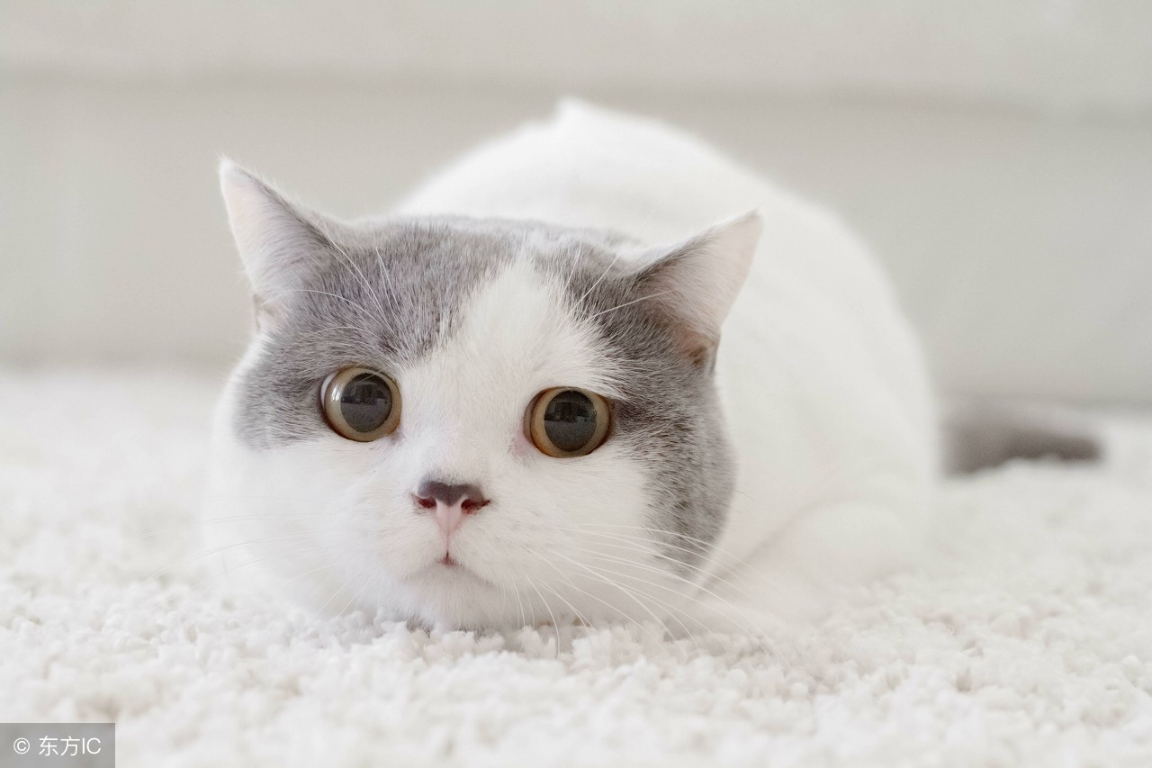 猫咪得了猫癣怎么办可以用什么,猫咪有猫癣严重怎么办